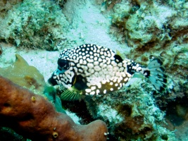 Smooth Trunkfish IMG 6888